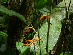 Stromanthe stromanthoides