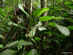 Stromanthe stromanthoides