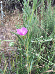 Clarkia purpurea