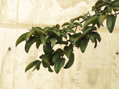 Ficus tequendamae