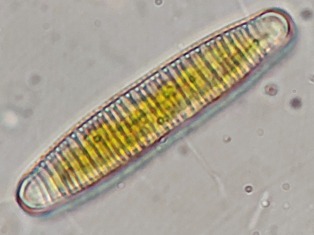 Diatoma from BerlinBezirk SteglitzZehlendorf, Deutschland on April 27