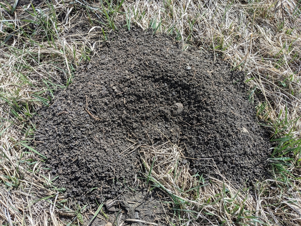 Pocket Gophers from Turner Valley, Diamond Valley, AB T0L 2A0, Canada ...