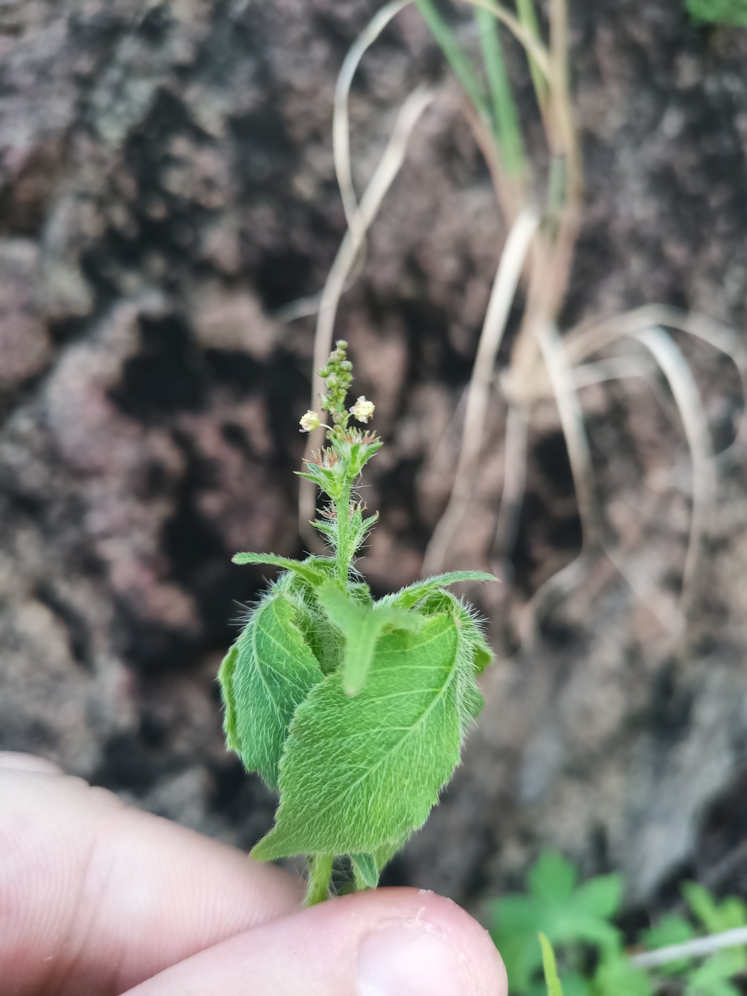 Astraea surinamensis