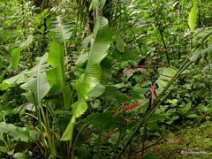 Heliconia aemygdiana