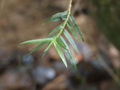 Maxillaria graminifolia