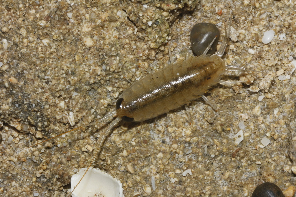 wharf louse