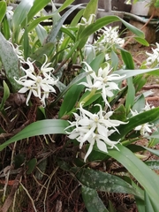 Prosthechea fragrans