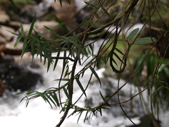 Maxillaria graminifolia