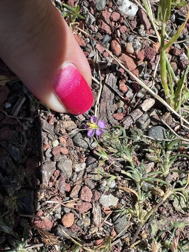 Red Sand Spurrey from Sonoma County, CA, USA on April 26, 2024 at 02:22 ...