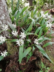 Prosthechea fragrans