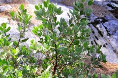 Arctostaphylos patula