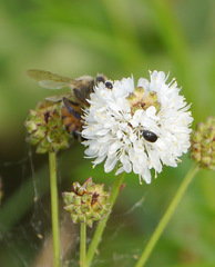 Dalea multiflora