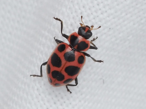 Spotted Pink Lady Beetle photographed in Pennsylvania