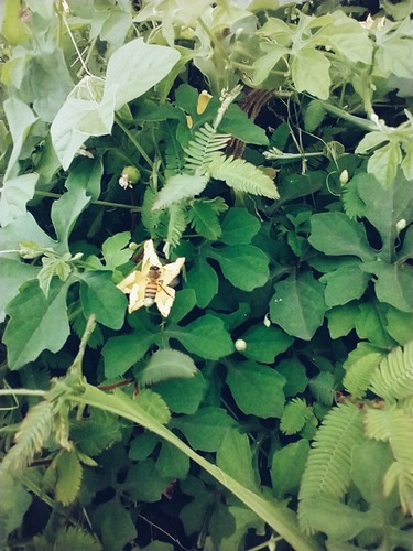 Western Honey Bee