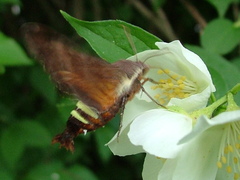 Amphion floridensis