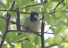 Passer domesticus