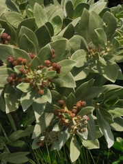 Conocarpus