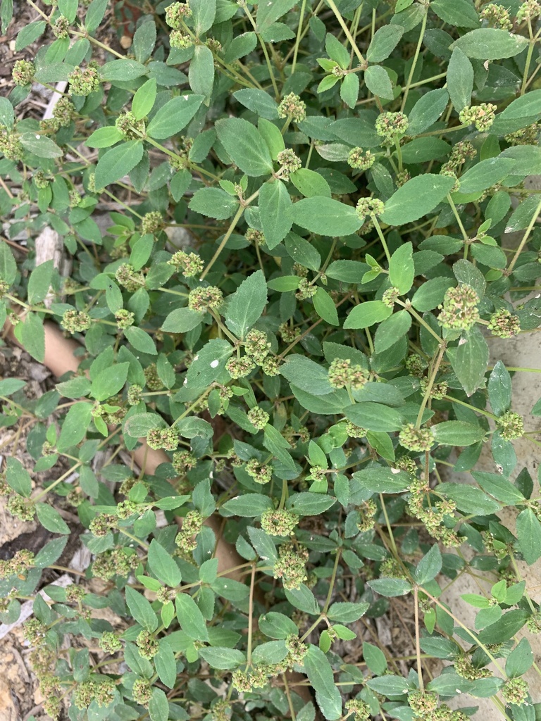 Florida Hammock Sandmat from N Olive St, San Antonio, TX, US on April