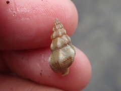 Nassarius mendicus
