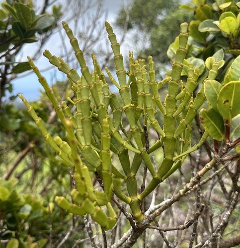 Korthalsella complanata observed 2024-04-20
