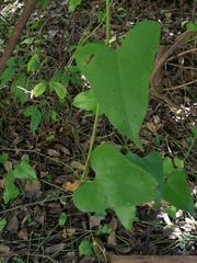 Aristolochia triangularis