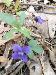 Viola triloba
