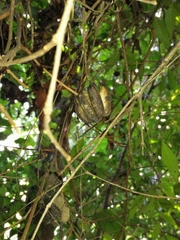 Aristolochia triangularis