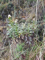 Baccharis subalata