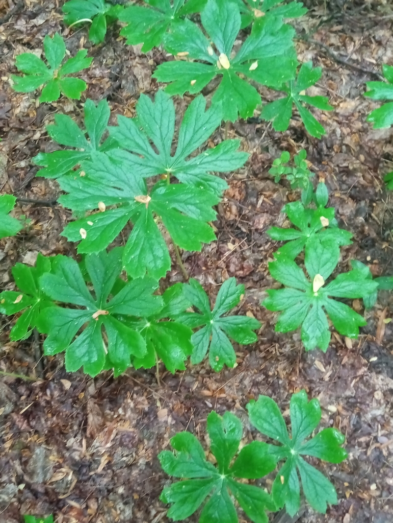 mayapple from Wolf Trap, VA, USA on April 27, 2024 at 06:18 PM by ...
