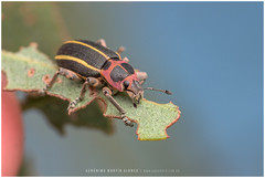 Eudiagogus episcopalis