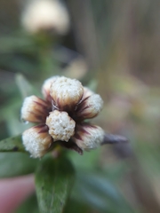 Baccharis subalata