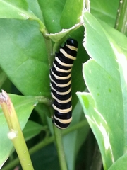 Methona confusa confusa