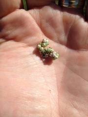 Stylocline gnaphaloides