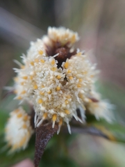 Baccharis subalata