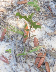 Asclepias tomentosa