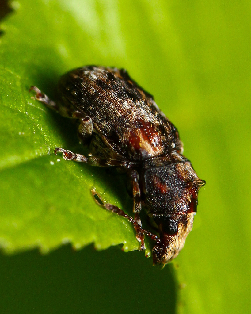 Pseudeuparius sepicola