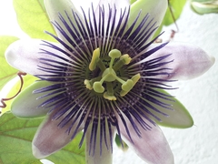 Passiflora alata × caerulea