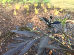 Physocephala floridana