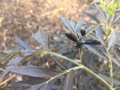 Physocephala floridana