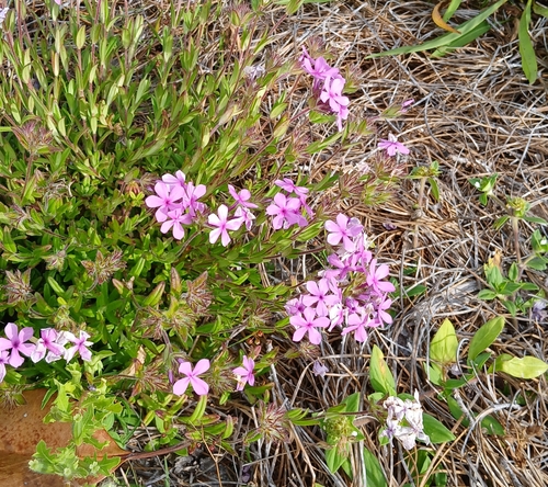 Hairy phlox (Phlox amoena)