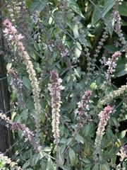 Ocimum basilicum