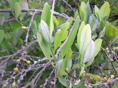 Erythroxylum coca