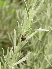 Araneus granadensis