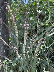 Ocimum basilicum
