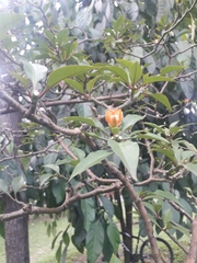 Leuenbergeria bleo