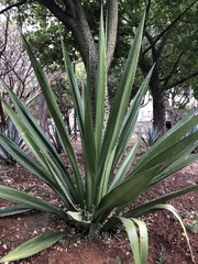 Furcraea guerrerensis