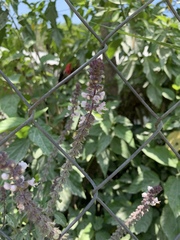 Ocimum basilicum