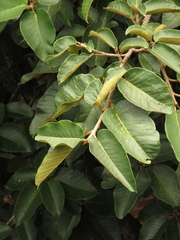 Ficus tequendamae
