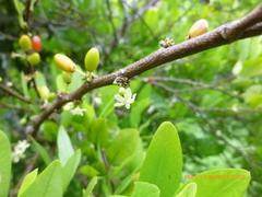 Erythroxylum coca