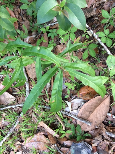 Quercus laurifolia image